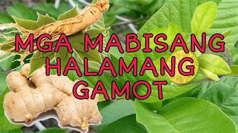 ᐅ HALAMABISA ᐅ Ang Sambong at Ang Mga .